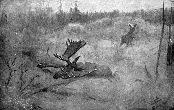 XVIII. Moose—the Widow  Drawing by E. T. Seton