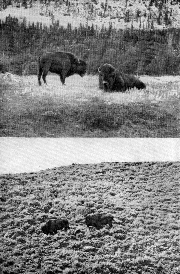 XIX. Buffalo Groups (a) Bull and Cow at Banff; (b) Yellowstone Bulls  Photos by G. G. Seton