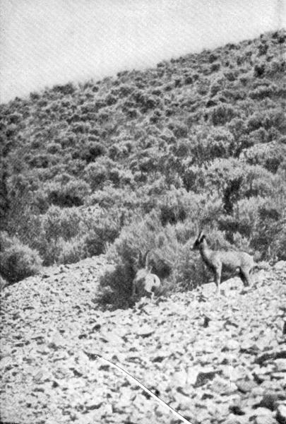 XXI. Mountain Sheep on Mt. Evarts  Photo by E. T. Seton