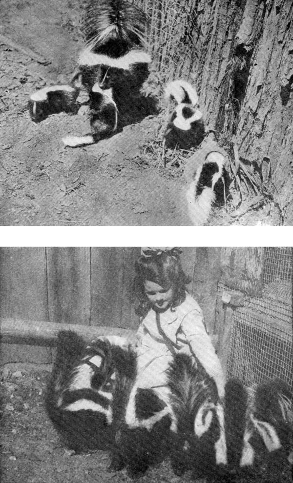 XXIV. My tame Skunks: (a) Mother Skunk and her brood; (b) Ann Seton feeding her pets  Photos by E. T. Seton