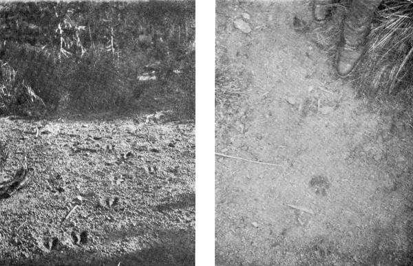 XXXVI. (a) Tracks of Deer escaping and (b) Tracks of Mountain Lion in pursuit  Photos by E. T. Seton