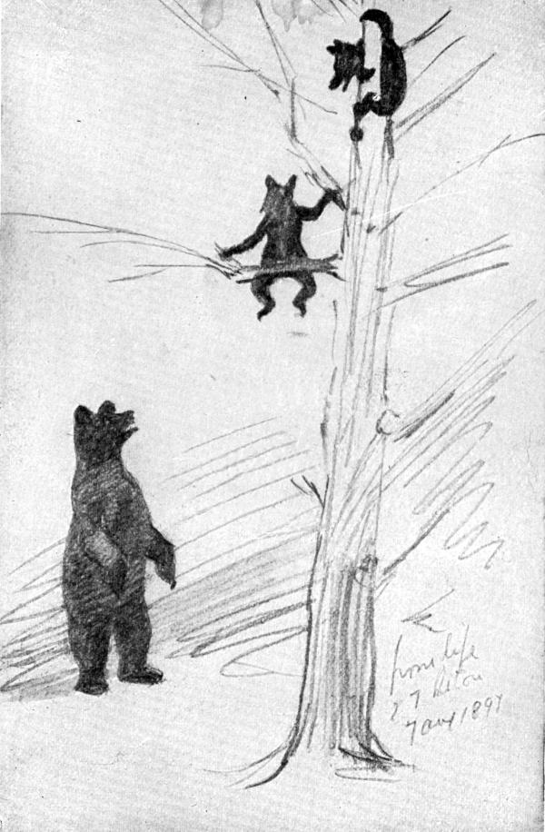 XXXVIII. Sketch of the Bear Family as made on the spot  By E. T. Seton