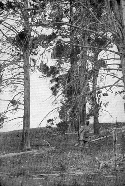 XLI. While I sketched the Bears a brother camera hunter was stalking me without my knowledge  Photo by F. Linde Ryan, Flushing, L. I.