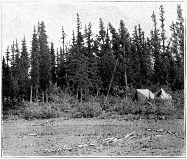 LA FORÊT À CARIBOU CROSSING. D'APRÈS UNE PHOTOGRAPHIE DE M. GOLDSCHMIDT.