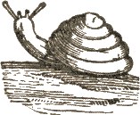 snail