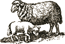 sheep and lamb