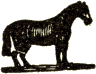 small horse