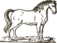 standing horse