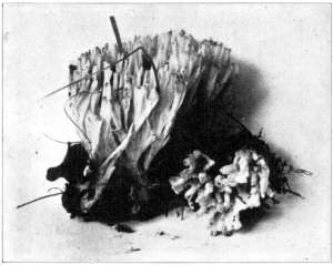 Figure 381.
