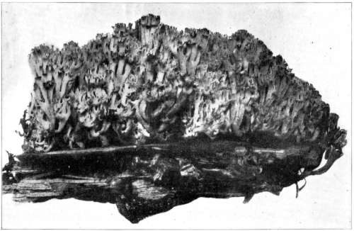 Figure 394.