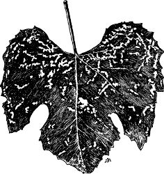 Fig. 39. Injuries caused by beetles of the grape root-worm.