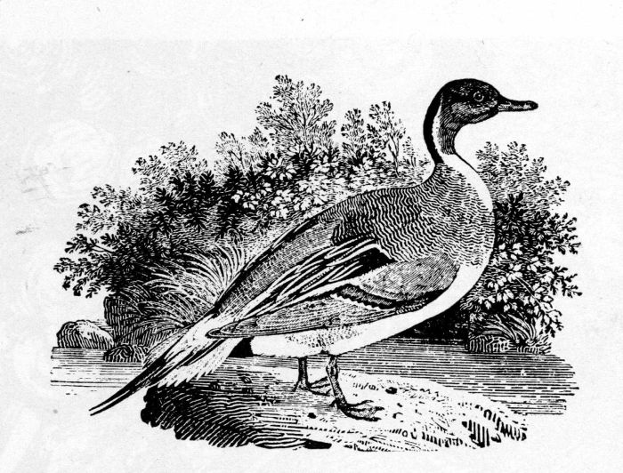 Figure 13.—"Pintail Duck" by Thomas Bewick (actual size), from History of British birds, vol. 2, 1804. The detail opposite is enlarged three times.