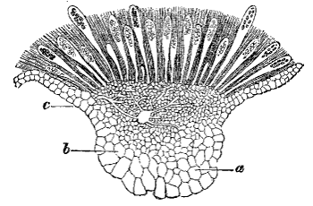 Fig. 33.