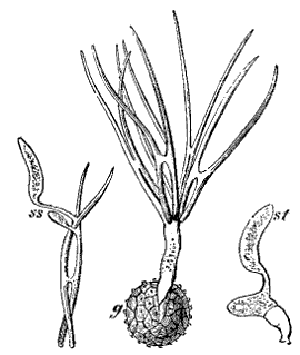 Fig. 89.