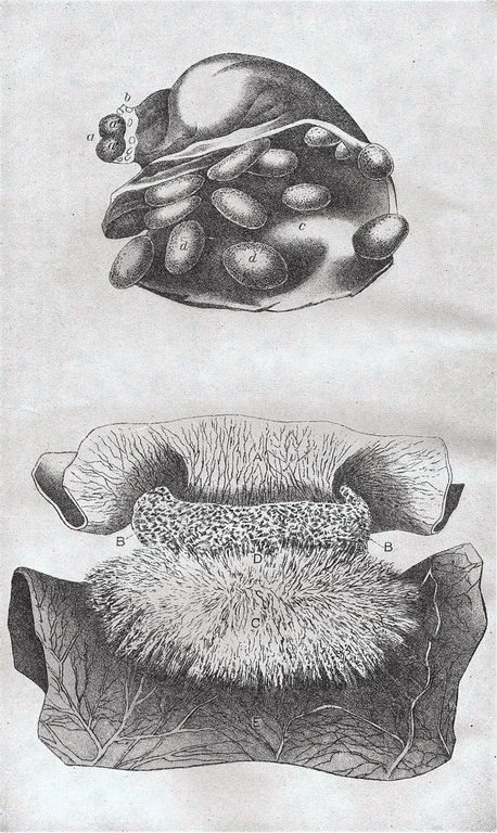 PLATE XIII.