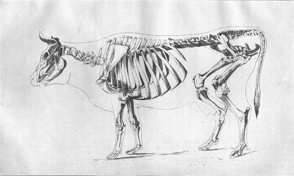 PLATE XXV.