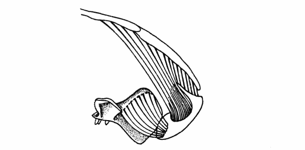 Fig. 3. Captorhinus. Cross-section of right half of skull immediately behind the pterygoid flange, showing masseter, temporal, and anterior pterygoid muscles. Same specimen shown in Fig. 1. × 2.