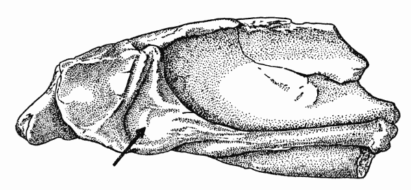 Fig. 4. Captorhinus. Internal aspect of left mandibular fragment, showing insertion of posterior pterygoid muscle. KU 8963, Richard's Spur, Oklahoma. × 2.8.