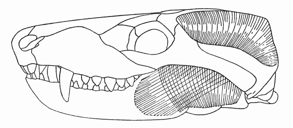 Fig. 7. Thrinaxodon. Showing masseter and temporal muscles. Skull after Romer (1956). Approx. × 7/10.