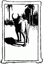 Bull walking away