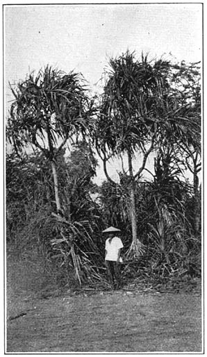 Plate XXXIV. Common pandan along Pasay Beach, Rizal.