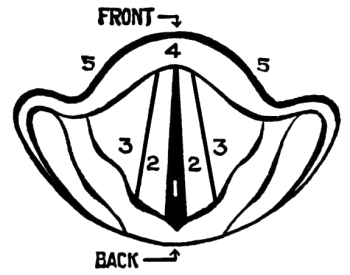 Fig. 4. The Glottis and Vocal Cords Viewed from Above