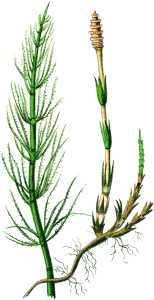 PL. X - EQUISETUM ARVENSE.