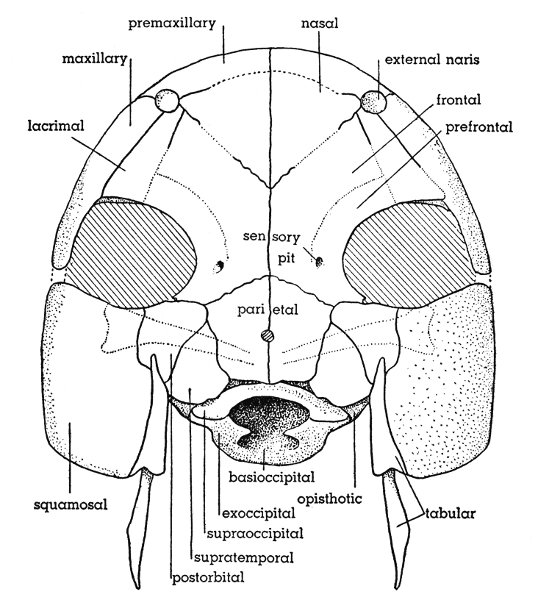 Fig. 1. Hesperoherpeton garnettense Peabody. Skull, dorsal view. Postorbital processes of the neurocranium are shown in dotted outline. KU 10295, × 4.