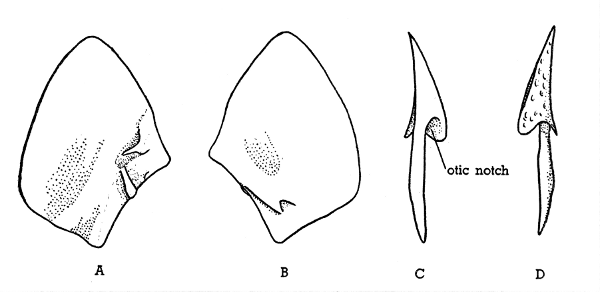 Fig. 3. Hesperoherpeton garnettense Peabody. A, left squamosal, internal surface. B, left squamosal, external surface. C, right tabular internal surface. D, right tabular, external surface. KU 10295, all × 4.