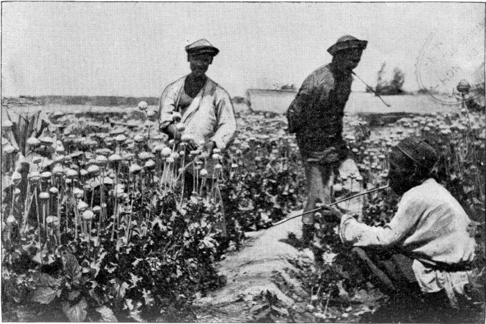 SPLITTING POPPY-HEADS TO START THE OPIUM JUICE.