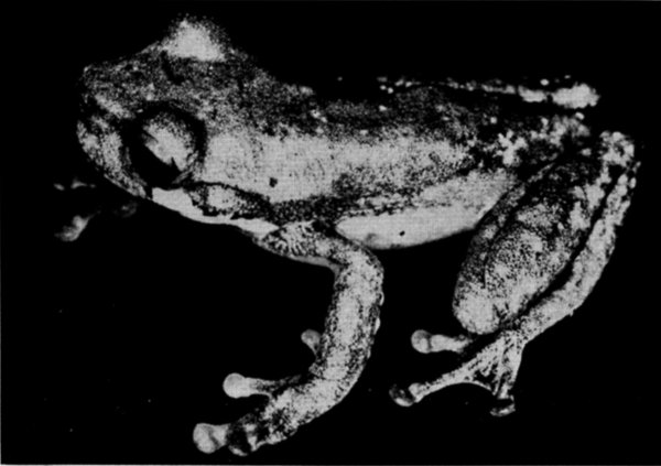 Fig. 2. Holotype of Ptychohyla chamulae (KU 58063). × 3.
