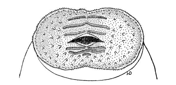 Fig. 2. Mouthparts of tadpole of Ptychohyla chamulae (KU 58199). × 16.