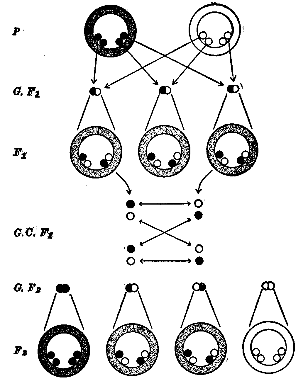 Fig. 9.