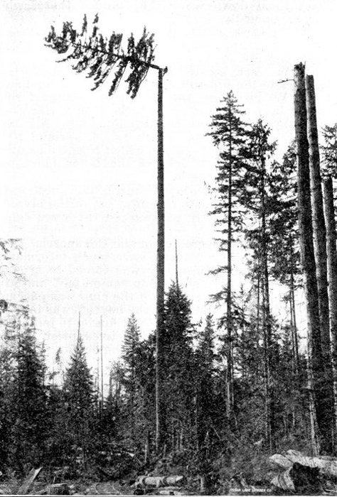 Cutting off top of tree to fit block for flying machine.