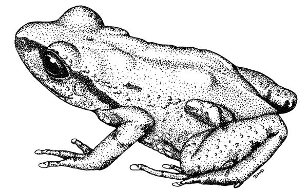 Fig. 1. Tomodactylus angustidigitorum (UMMZ 114305, × 4.5) illustrating the lumbo-inguinal gland typical of members of the genus. From a kodachrome by Wm. E. Duellman.