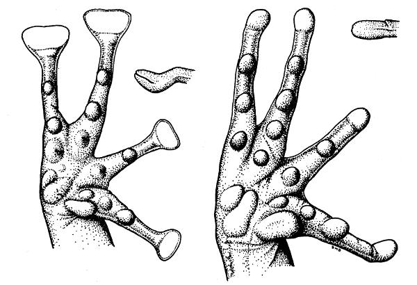 Fig. 2. Palmar views of the hands and lateral views of the tip of the third digits of Eleutherodactylus alfredi (left, KU 93994, × 5) and Hylactophryne augusti (right, KU 102594, × 3).