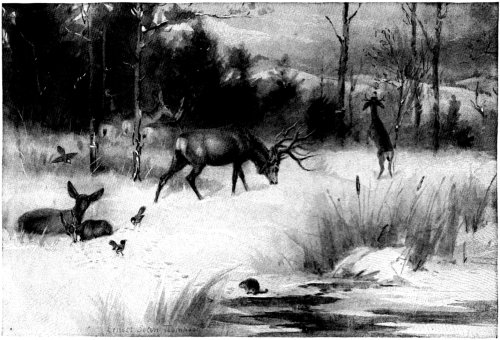 "Seven Deer, ... their Leader a wonderful Buck."