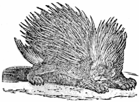 title page porcupine