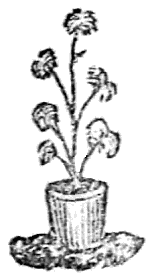 potted plant