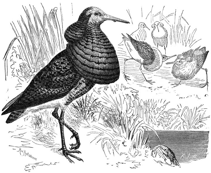 Kemphanen (Machetes pugnax). 1/2 v. d. ware grootte.