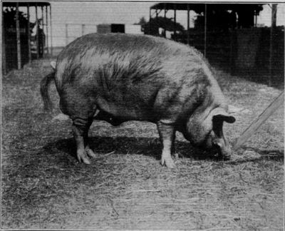 TAMWORTH BOAR: Bishop of Webton.