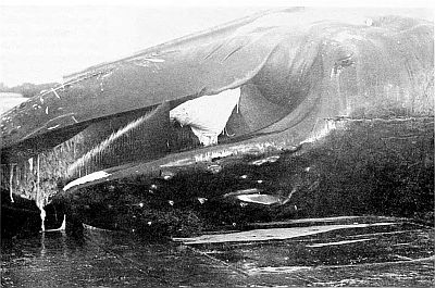 Humpback whale showing baleen. Linked to larger image of Figure 5.