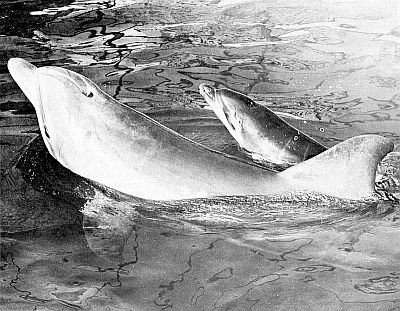 Atlantic bottle-nosed dolphins showing blowhole. Linked to larger image of Figure 6.