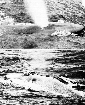 Close-up images of blue whales. Larger images linked from caption.