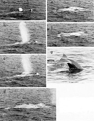 Sequence of blue whale rising and diving. Larger images linked from figure caption.