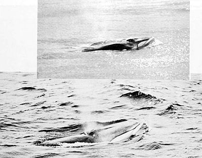 Fin whales surfacing. Linked to larger image of Figure 15.
