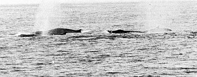 Group of fin whales. Linked to larger image of Figure 16.