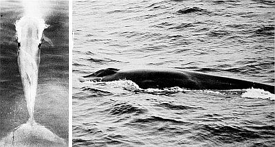 Two views of fin whale back. Linked to larger image of Figure 17.