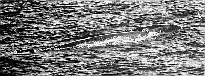 Surfacing fin whale. Linked to larger image of Figure 18.