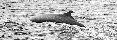 Fin whale diving. Linked to larger image of Figure 19.